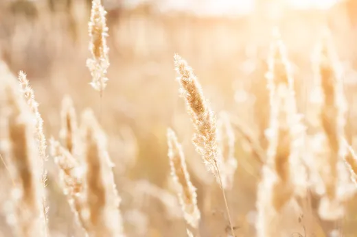 Gouden gras in het zonlicht